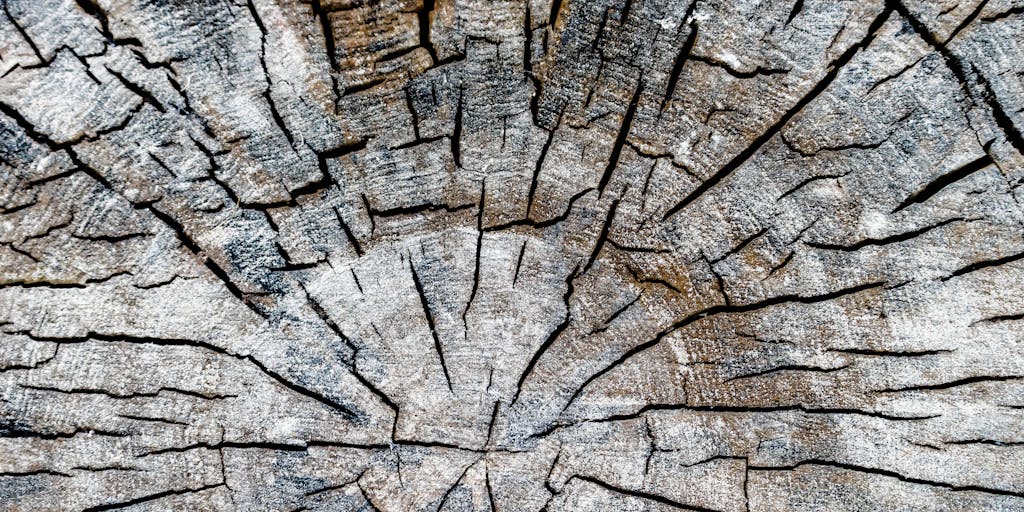 A close-up shot of a weathered tree trunk, showcasing the intricate patterns and textures formed by years of exposure to the elements. The bark is cracked and peeling, symbolizing resilience and the process of inuring to harsh conditions.