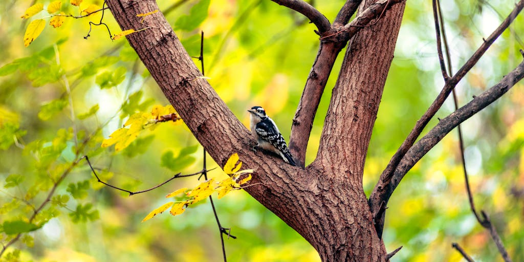 An artistic composition featuring a woodpecker perched on a branch, surrounded by autumn leaves. The warm colors of the leaves contrast with the woodpecker's plumage, creating a visually striking image that captures the essence of nature in transition.