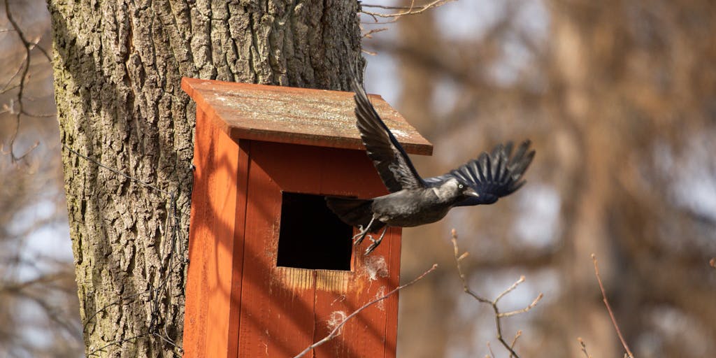 A dynamic shot of a woodpecker in mid-flight, wings spread wide, with a blurred background of trees. The image captures the motion and grace of the bird, highlighting its unique shape and colors against the vibrant greens of the forest.