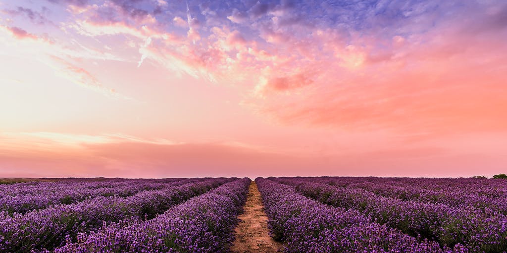 A close-up shot of a rustic wooden sign with the words 'Lavender Pricing' hand-painted in elegant script. The sign is surrounded by blooming lavender fields under a golden sunset, creating a warm and inviting atmosphere. The focus is on the sign, with the lavender softly blurred in the background.
